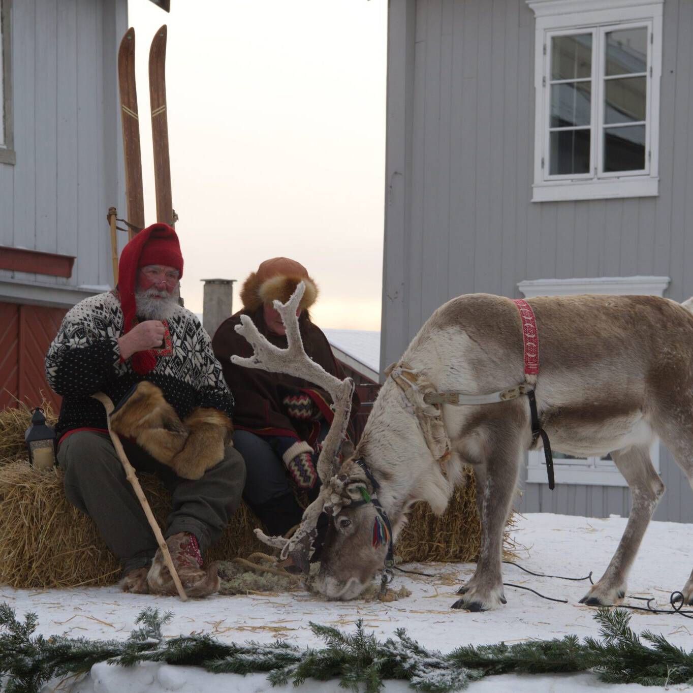 Nissen med reinsdyr. Foto: Svein Eggan